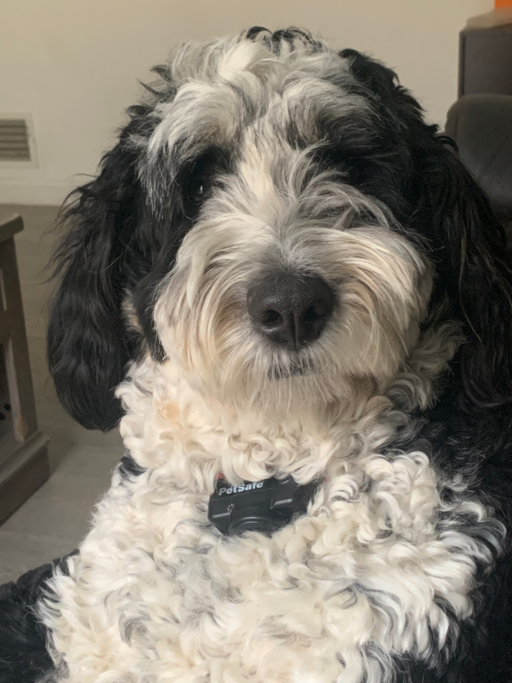 Hypoallergenic Bernadoodle Poodle Mix Pup