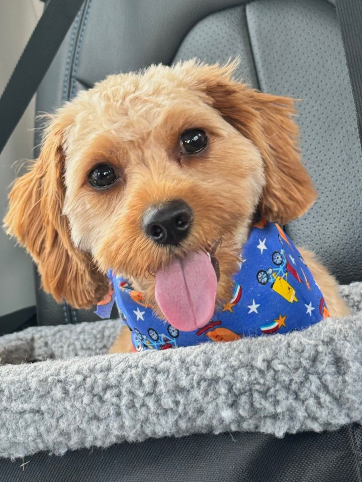 Petite Cavapoo Poodle Mix Pup