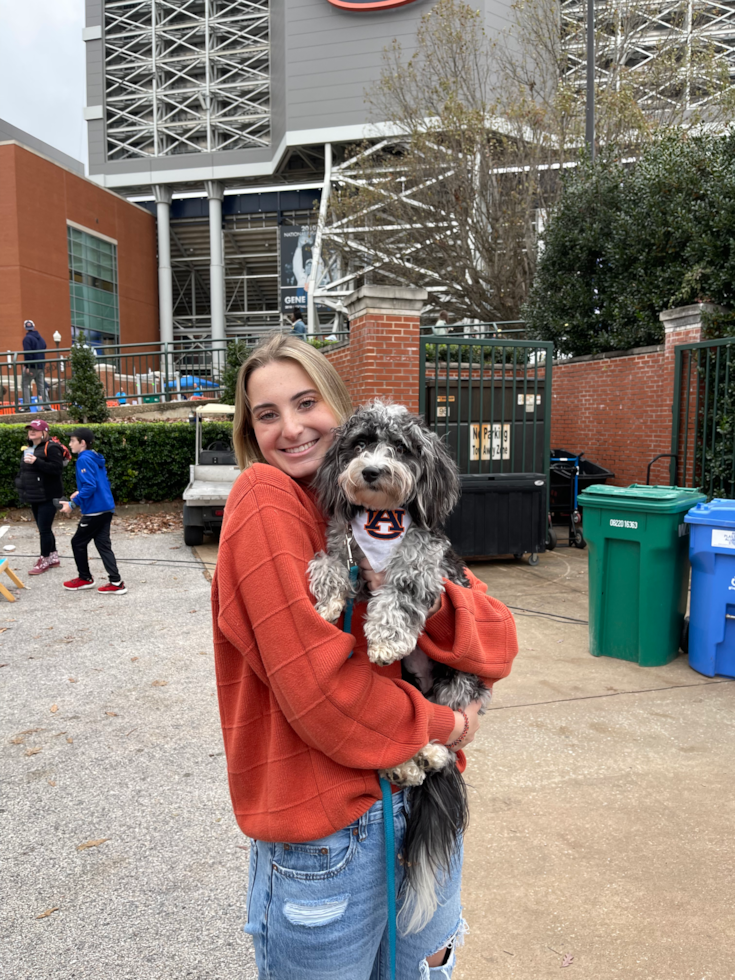 Aussiechon Being Cute