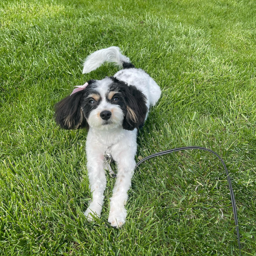 Willoughby Cavachon Pup