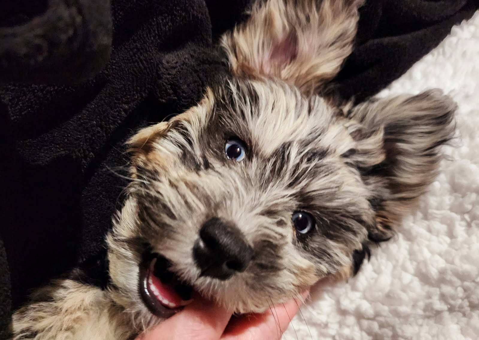 Cute Mini Huskydoodle Baby