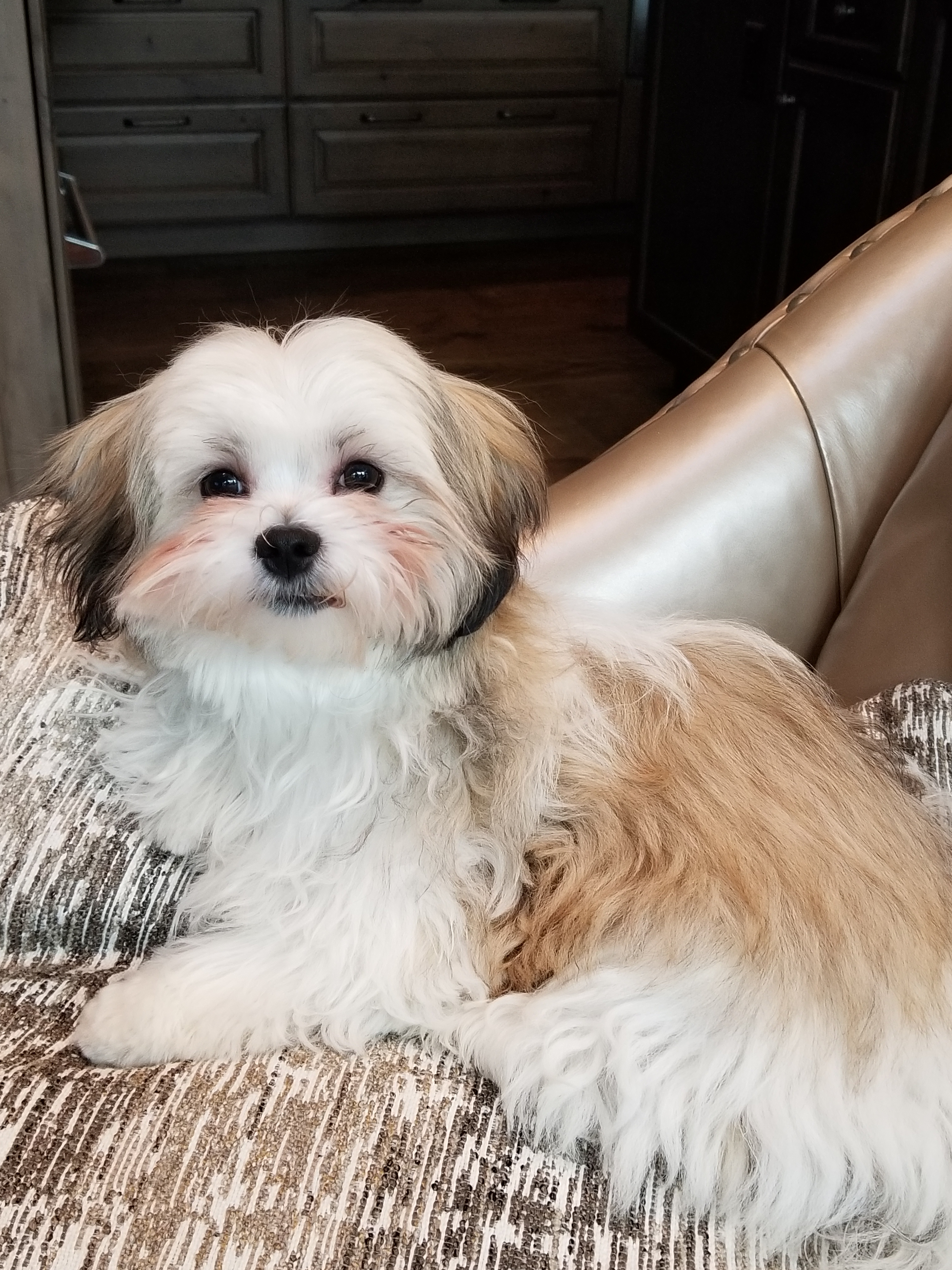 Teddy Bear Pup Being Cute
