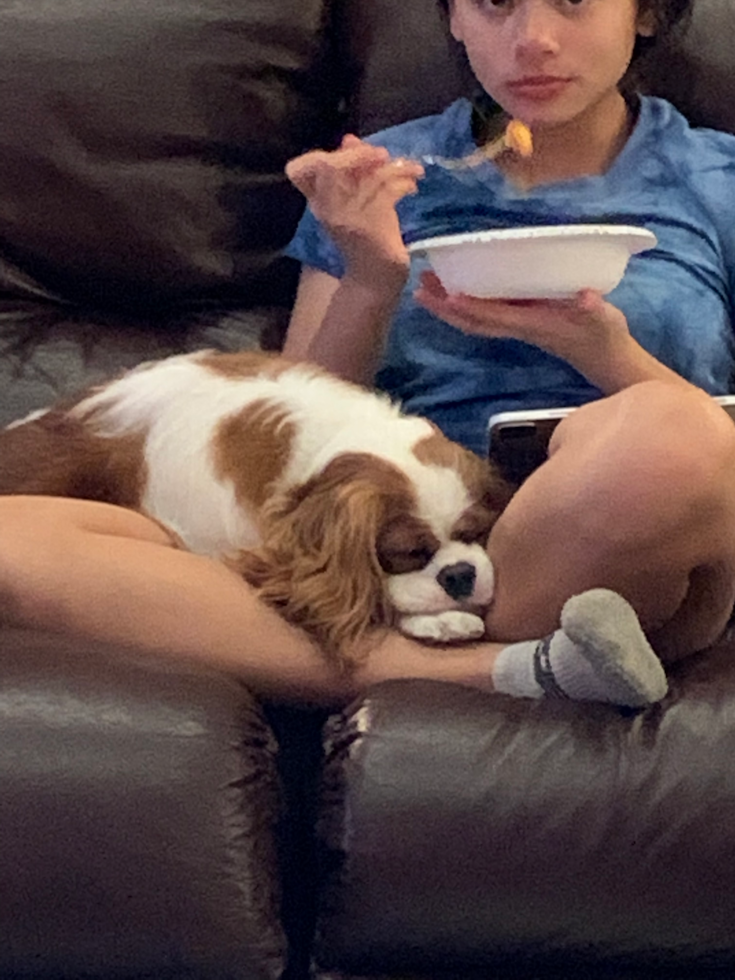Cute Cavalier King Charles Spaniel Purebred Pup