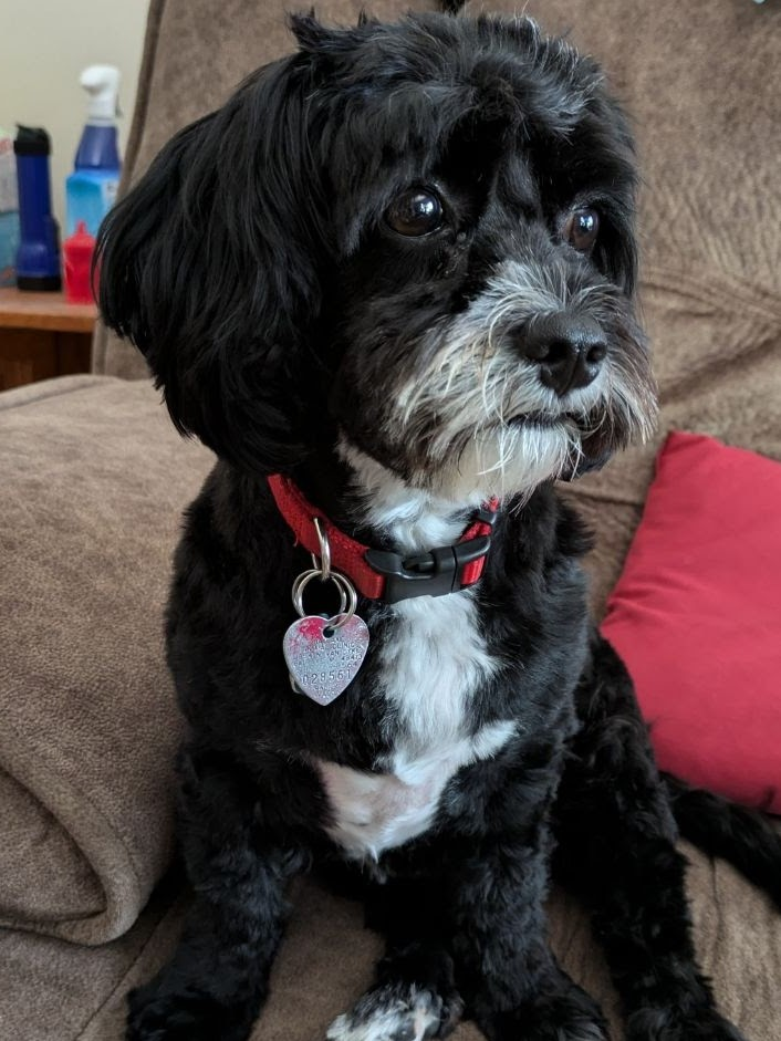 Smart Cavapoo Poodle Mix Pup