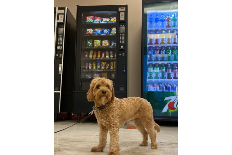 Funny Cavapoo Poodle Mix Pup