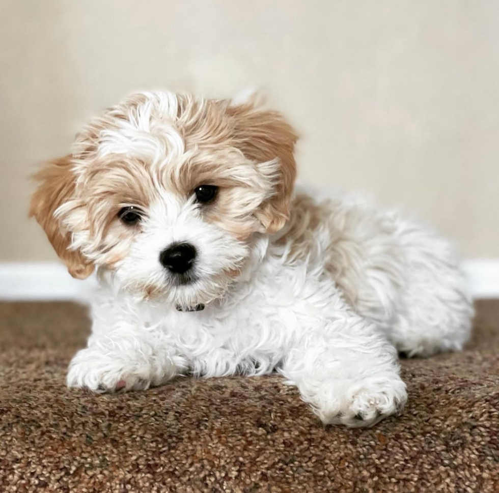 Cavachon Being Cute