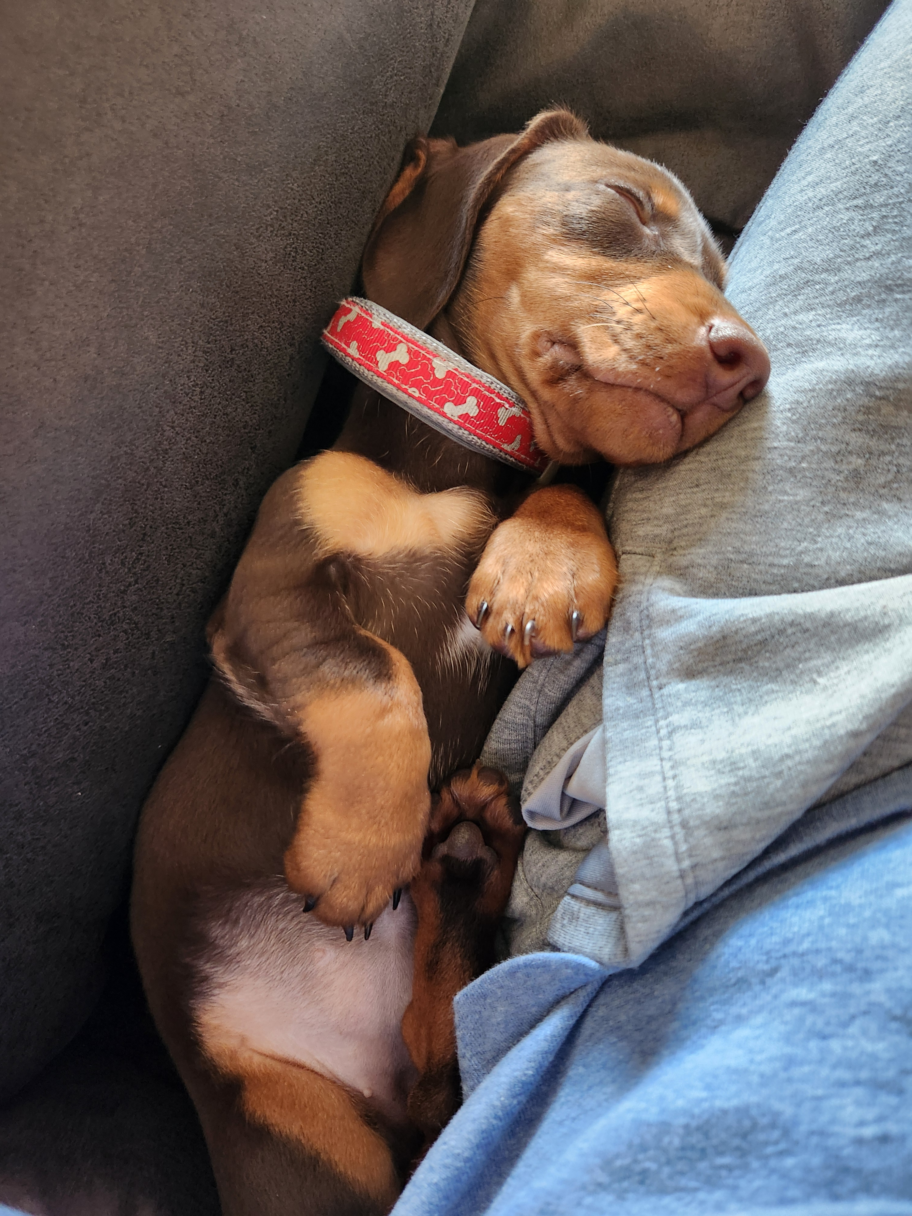 Cute Dachshund Purebred Puppy