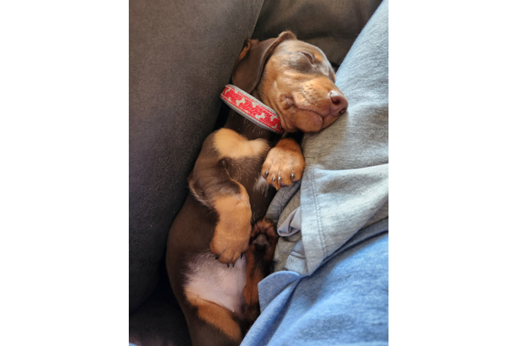 Cute Dachshund Purebred Puppy