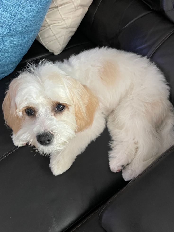 Sweet Cavachon Pup