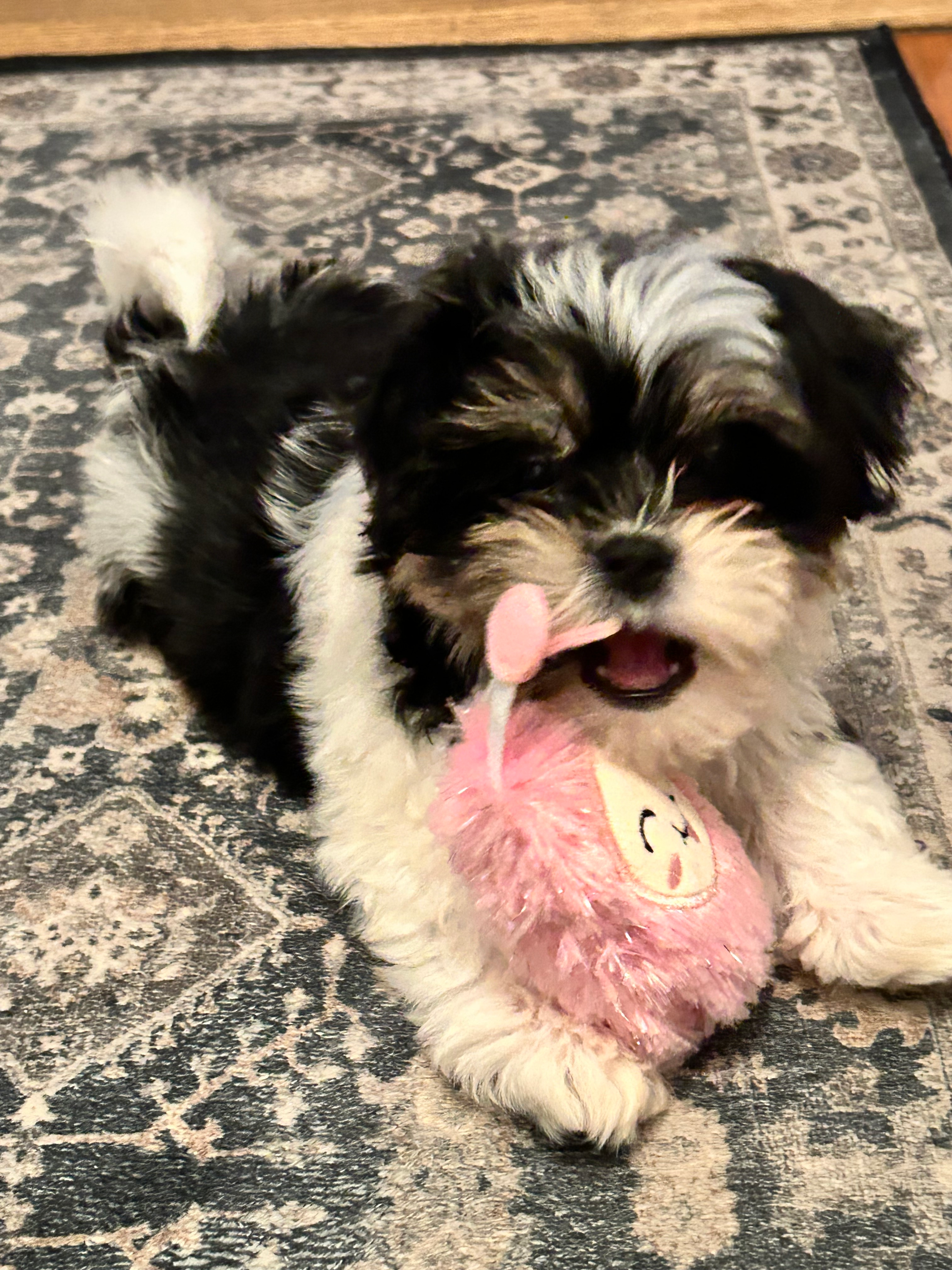 Happy Teddy Bear Baby