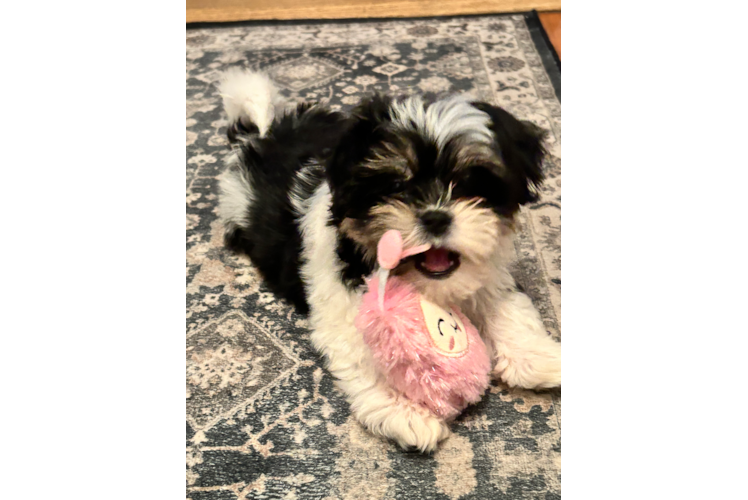 Happy Teddy Bear Baby