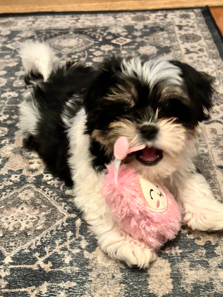 Small Teddy Bear Pup in