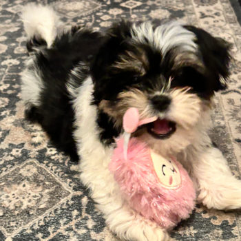 Small Teddy Bear Pup in