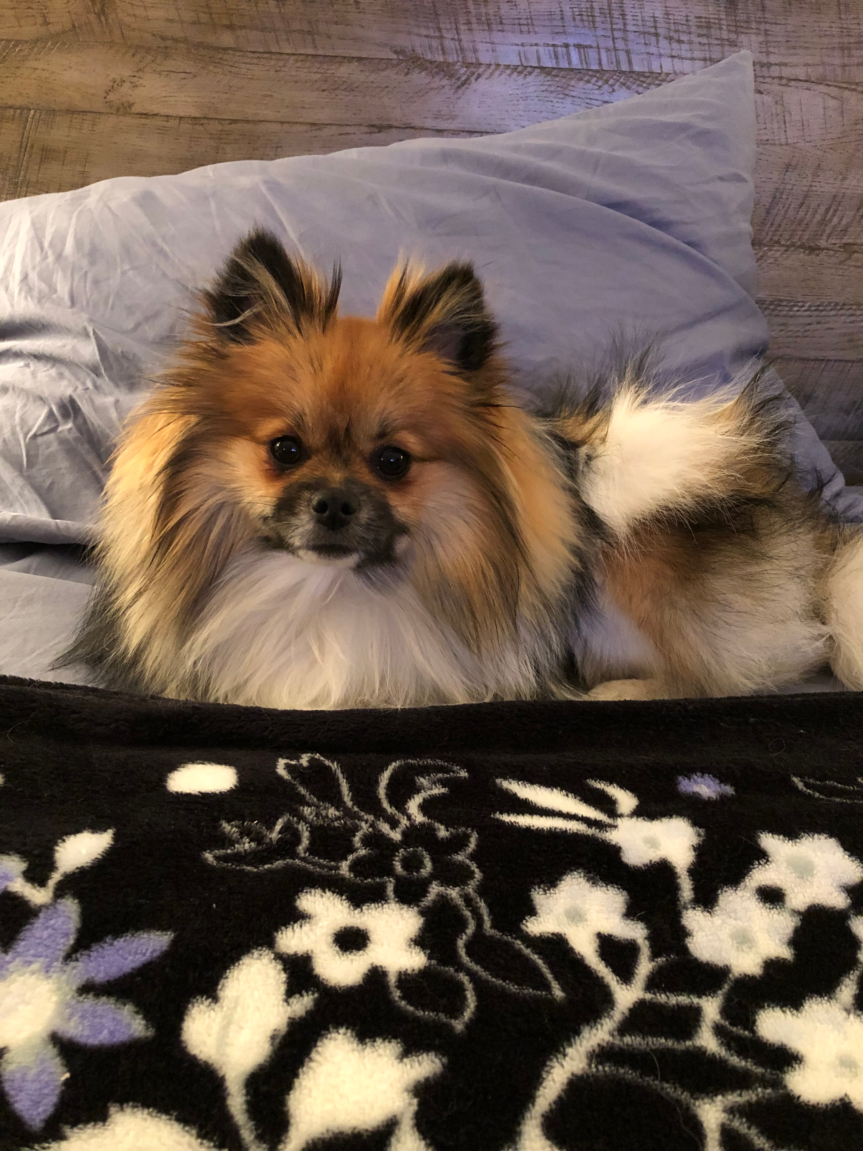 Pomeranian Pup Being Cute