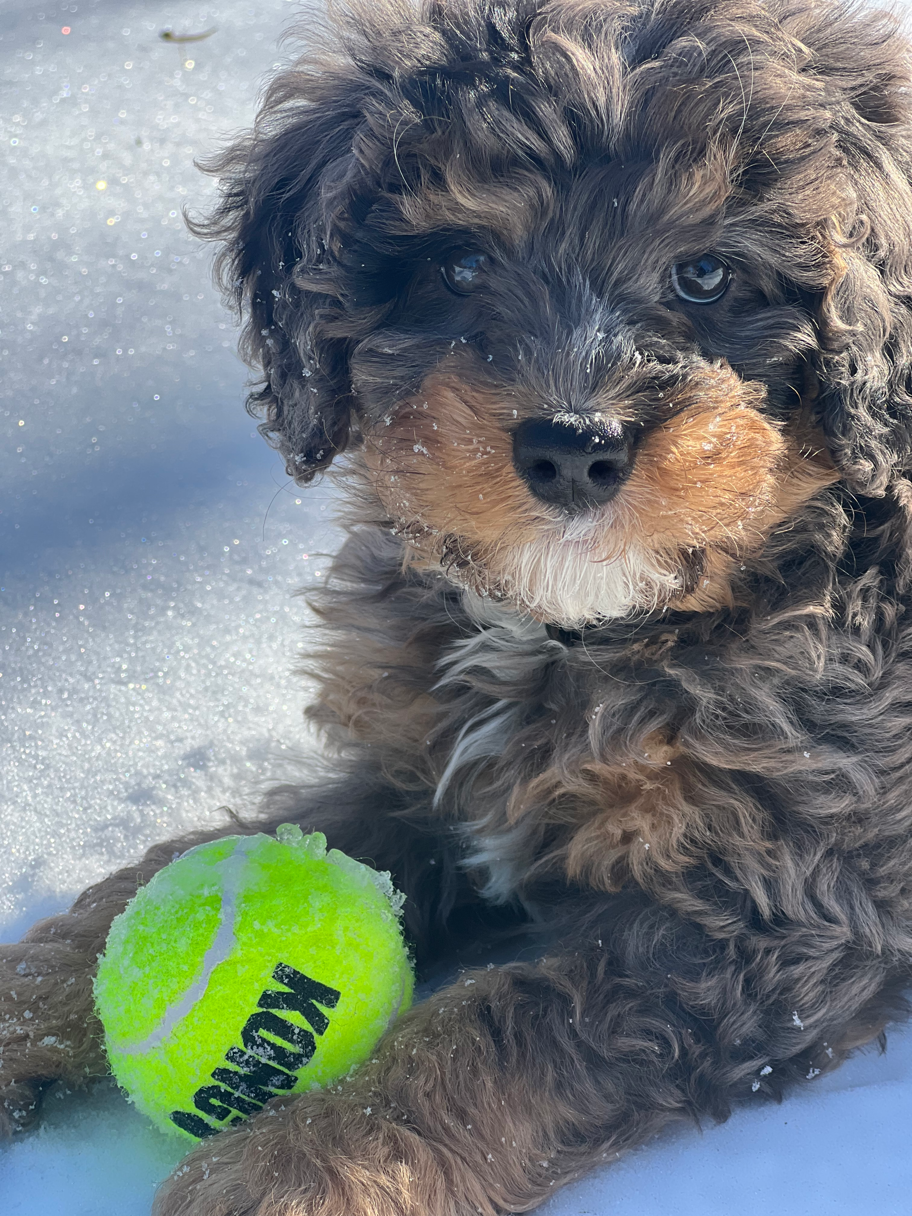 Mini Bernedoodle Pup Being Cute