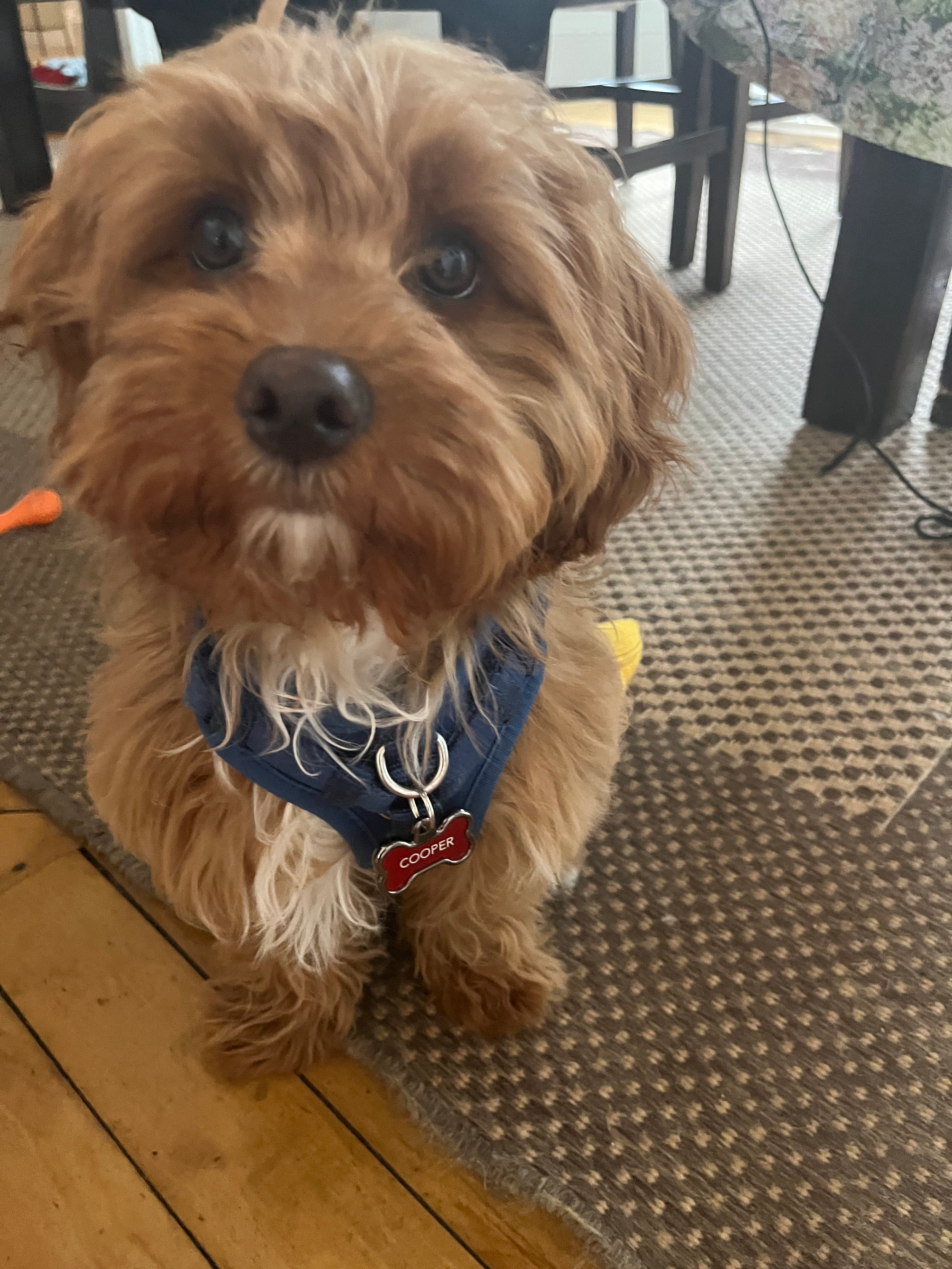 Smart Cavapoo Poodle Mix Pup