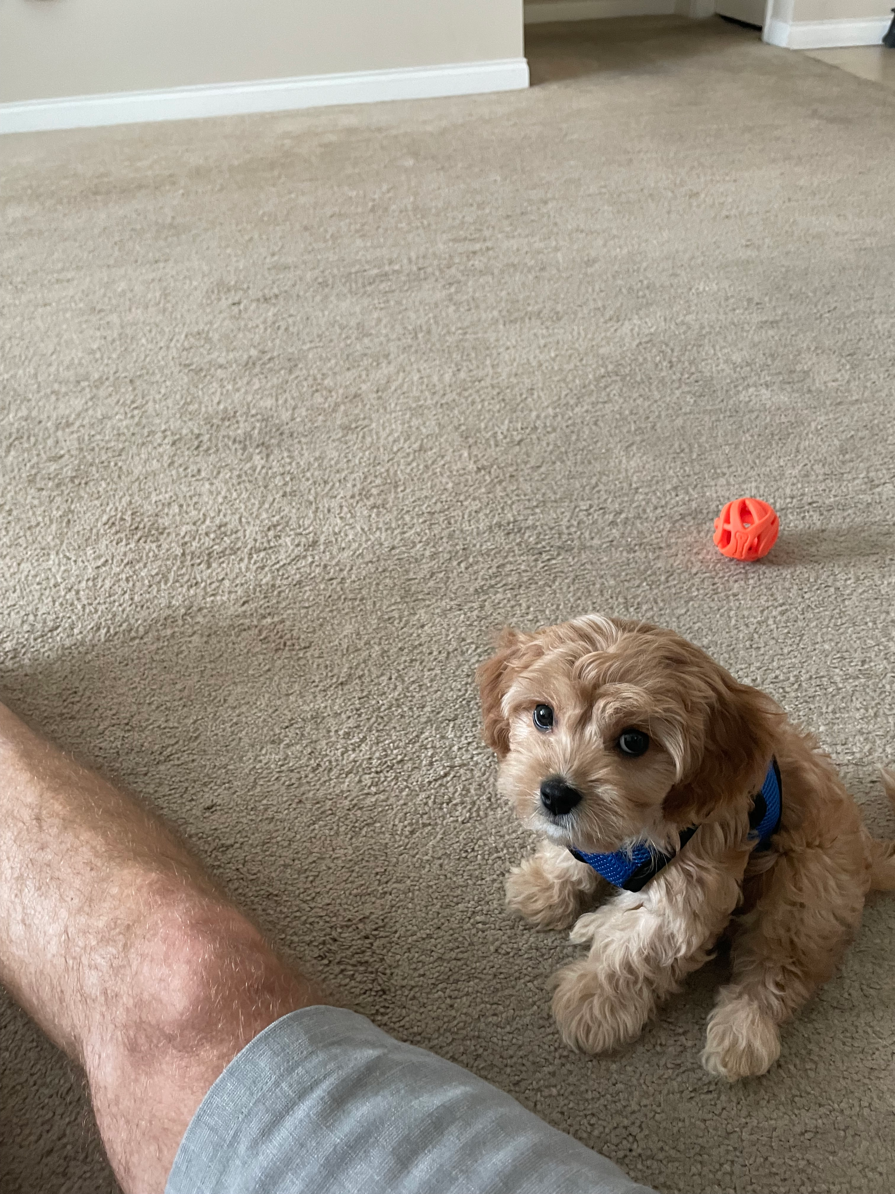 Cavachon Puppy for Adoption