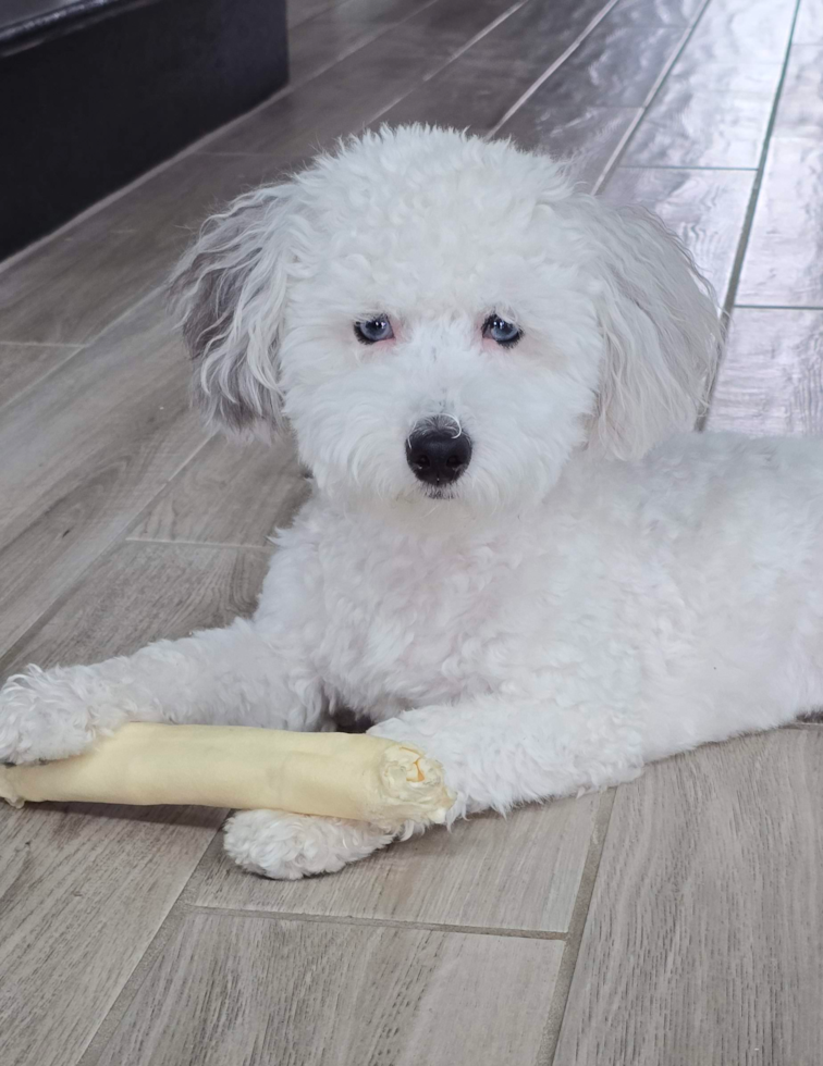 Happy Havapoo Pup in