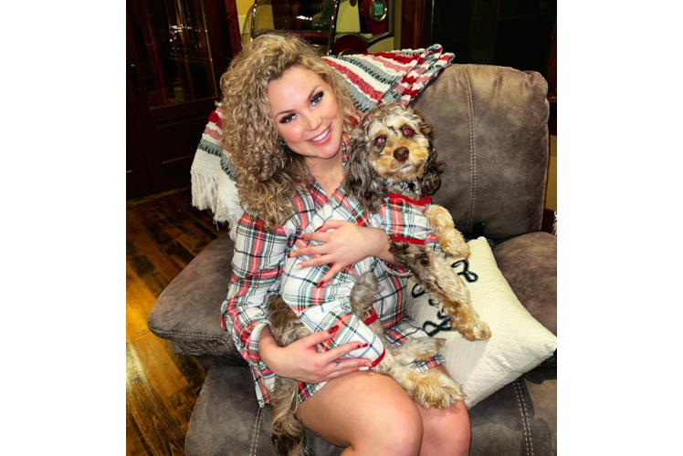 Cockapoo Puppy for Adoption