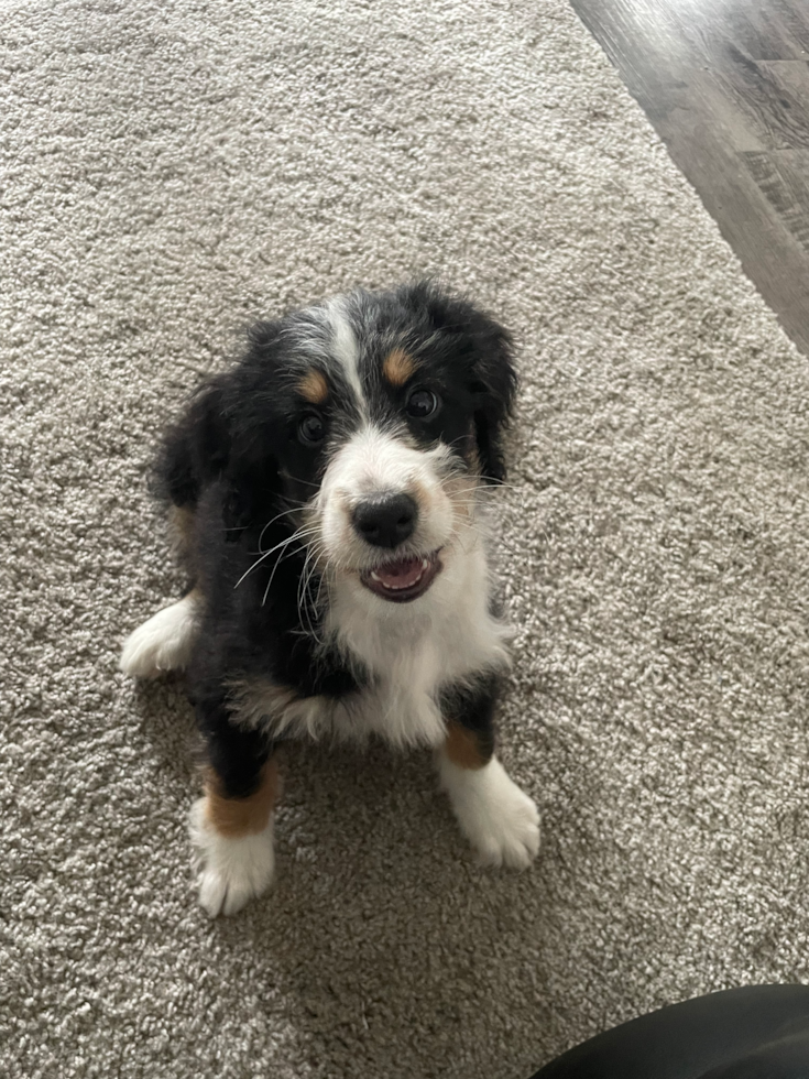 Small Mini Bernedoodle Pup