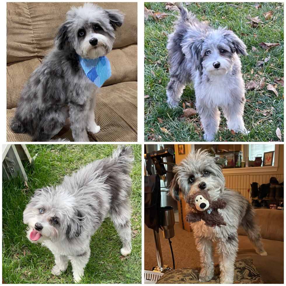 Cute Mini Aussiedoodle Pup