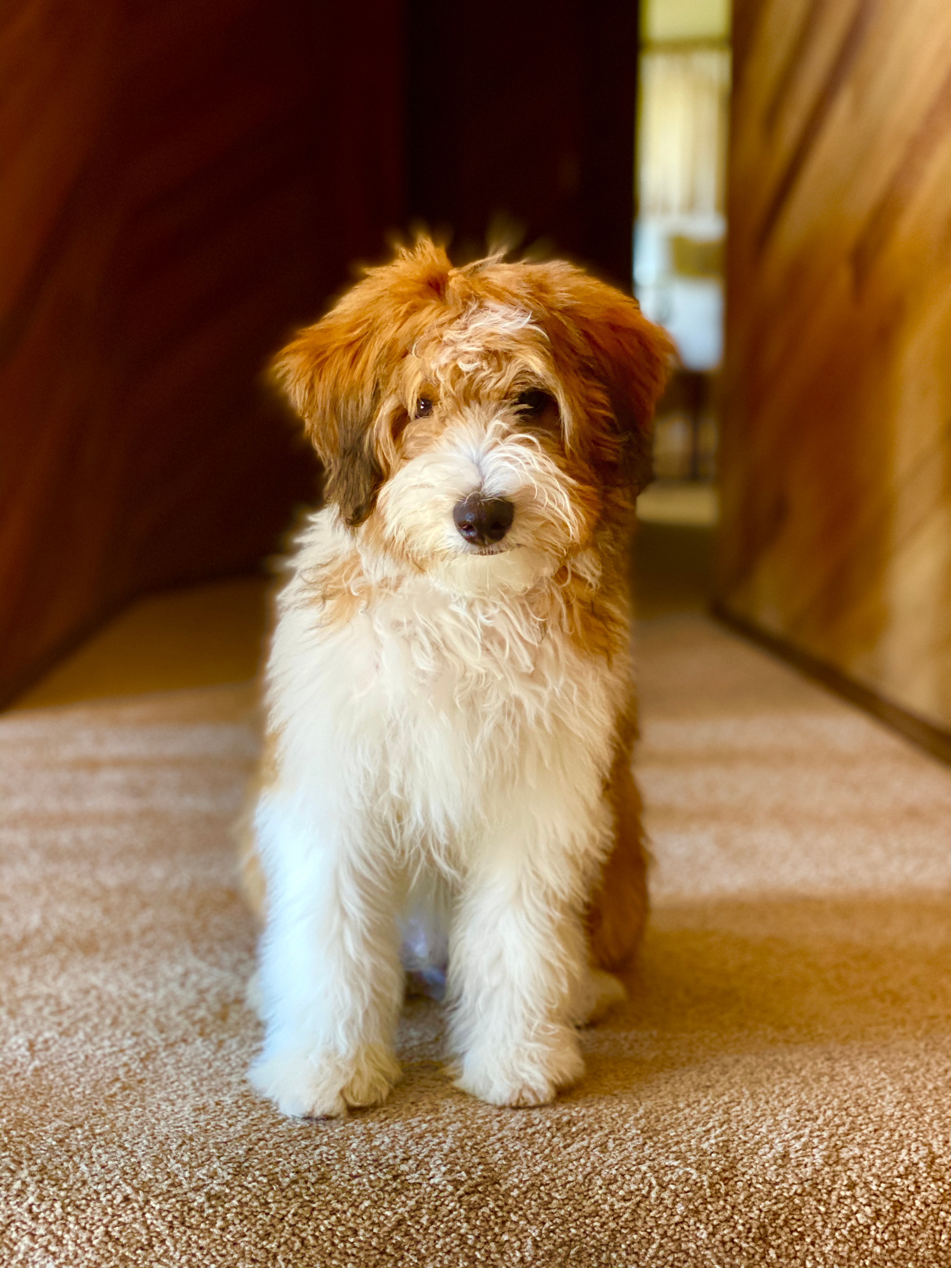 Best Mini Aussiedoodle Baby