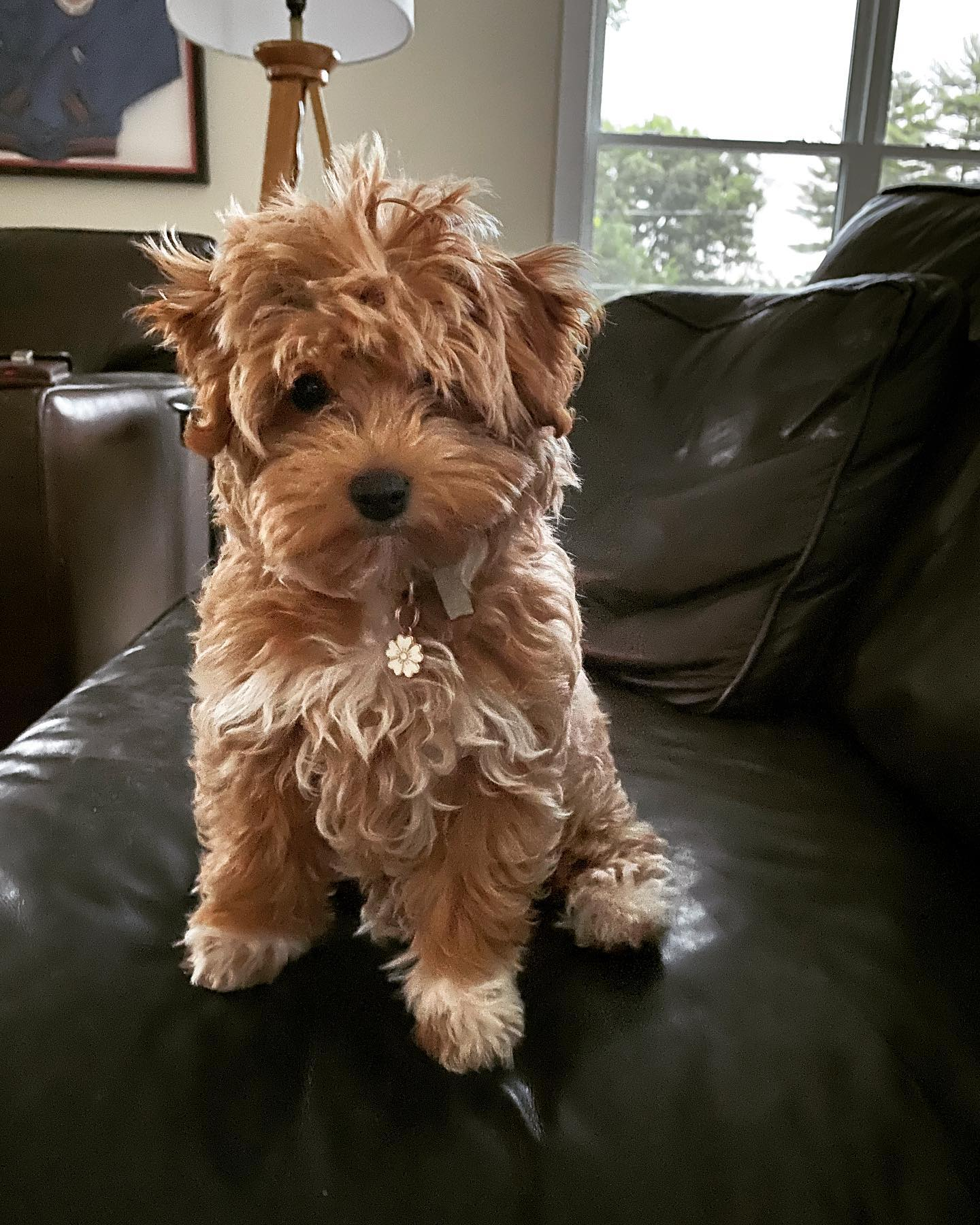 Energetic Maltepoo Poodle Mix Puppy