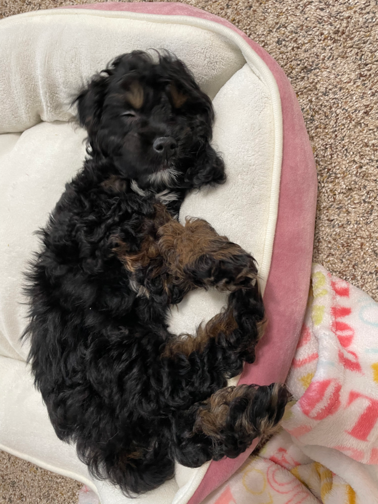 Little Cockerpoo Poodle Mix Pup