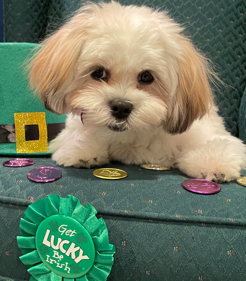 Adorable Shitzu Designer Pup