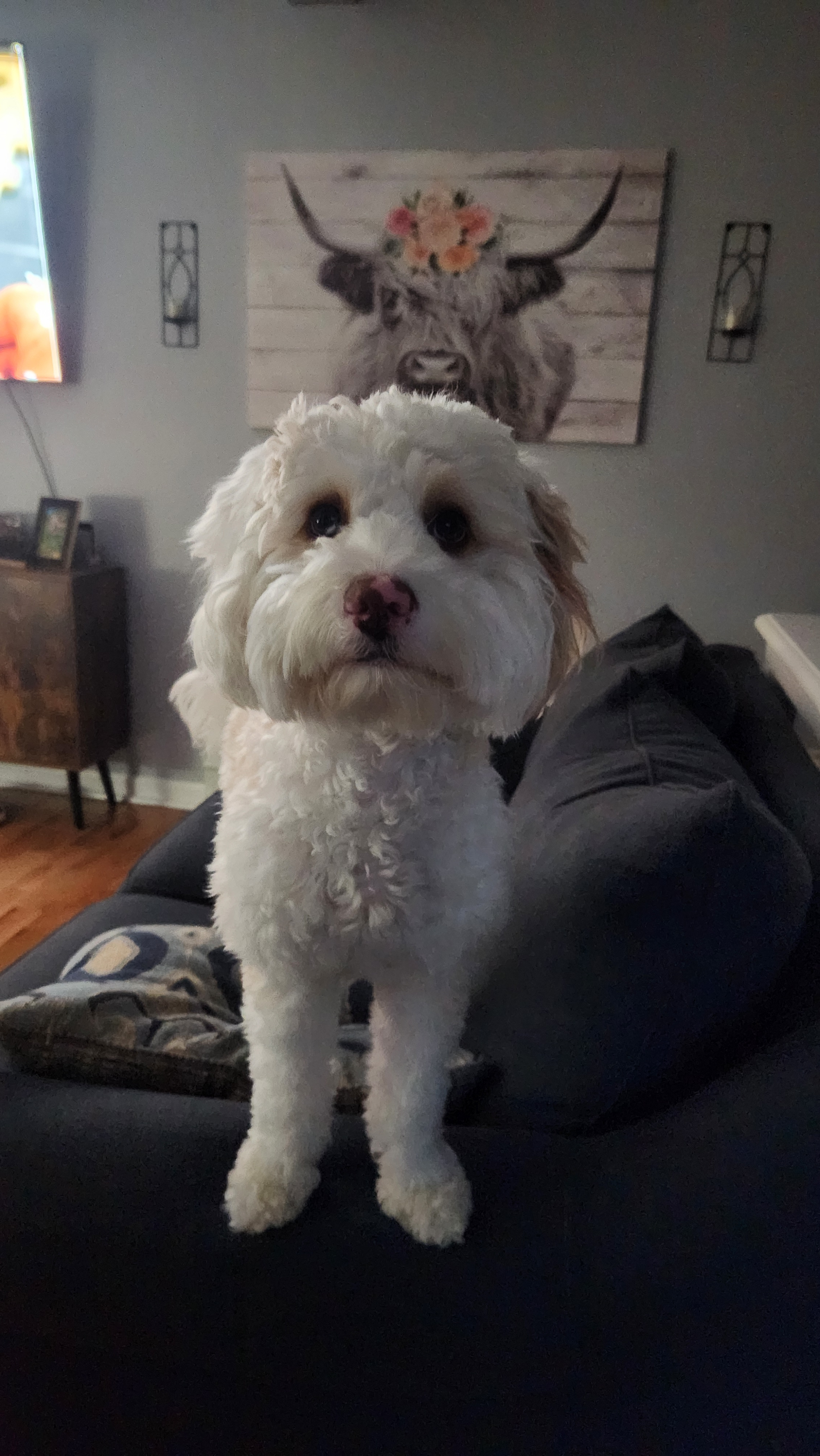 Mini Bernedoodle Pup Being Cute