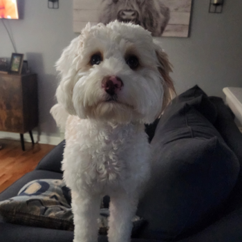 Little Bernadoodle Poodle Mix Pup