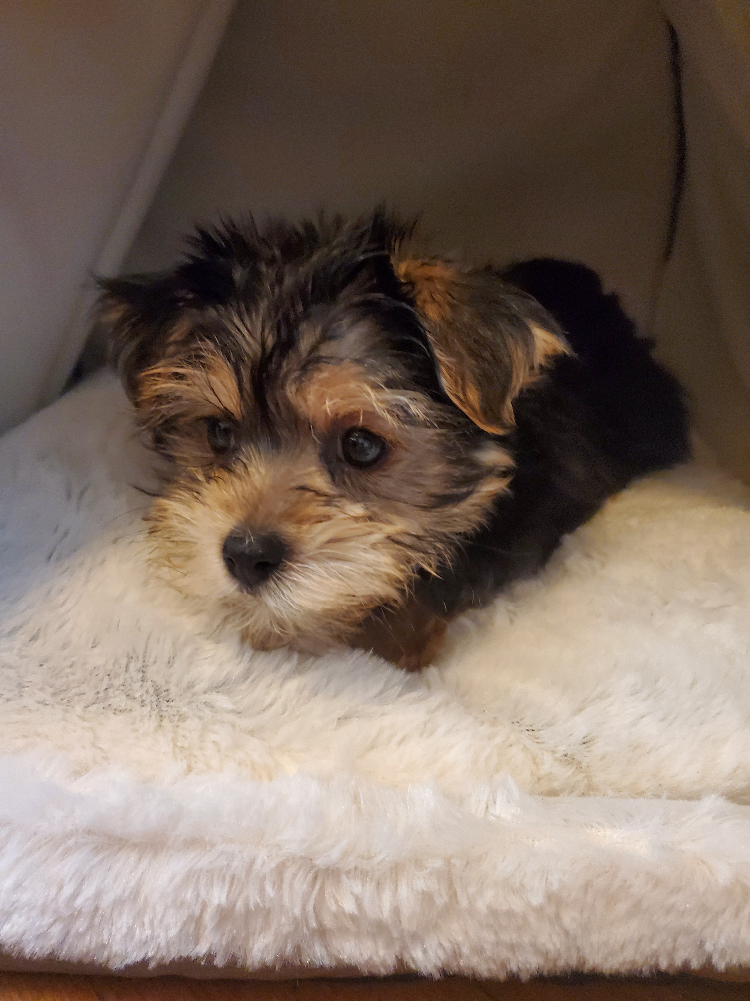 Morkie Puppy for Adoption