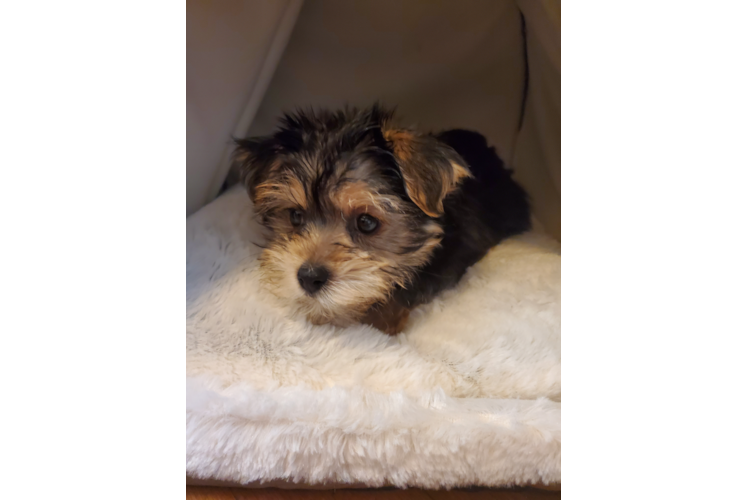 Morkie Puppy for Adoption