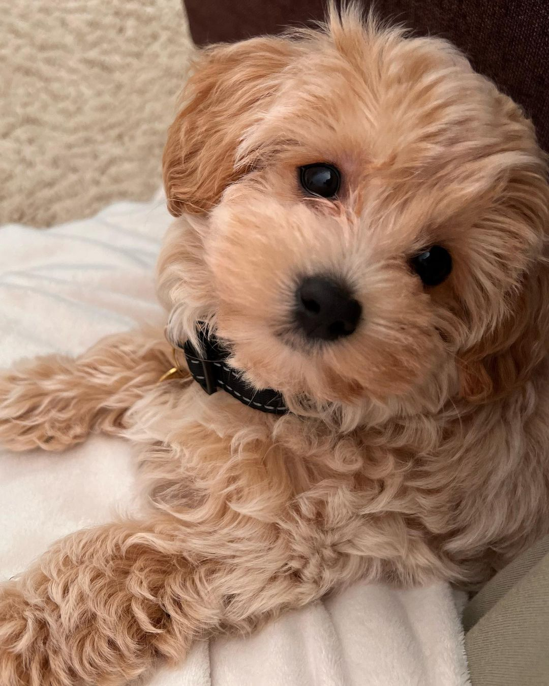Petite Maltipoo Poodle Mix Pup