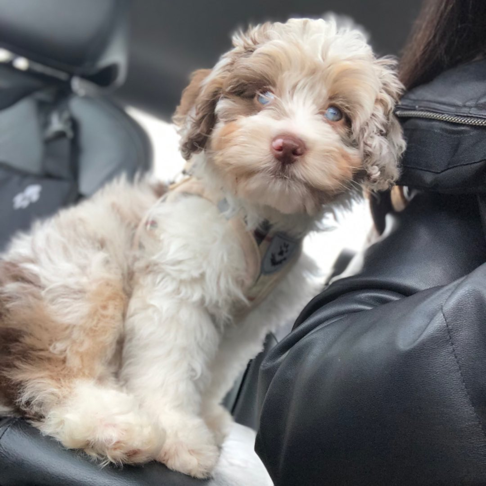 Friendly Mini Aussiedoodle Pup
