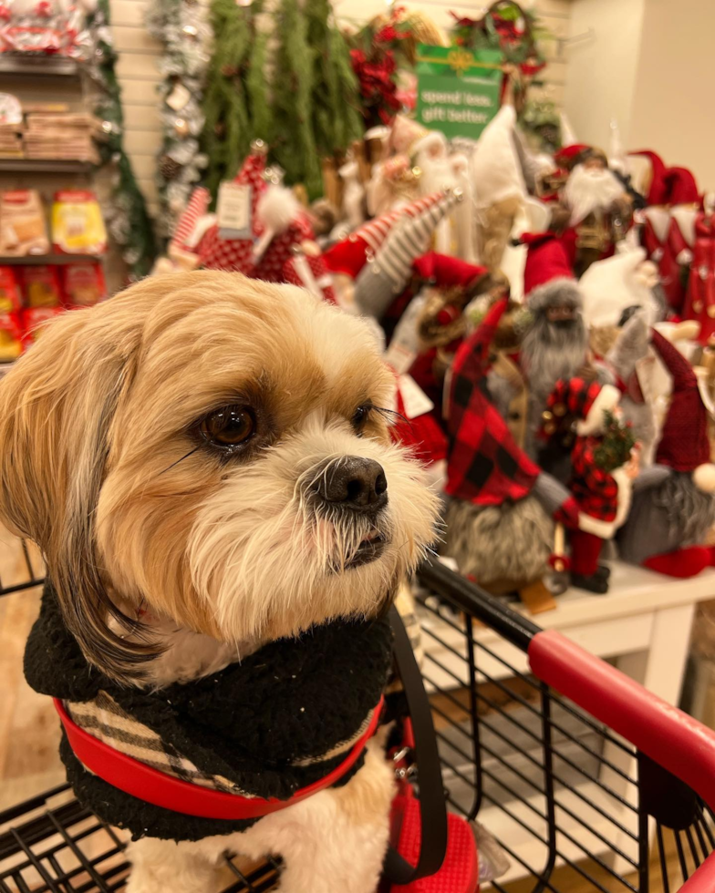 Energetic Shih Tzu Pup in Lake Forest CA