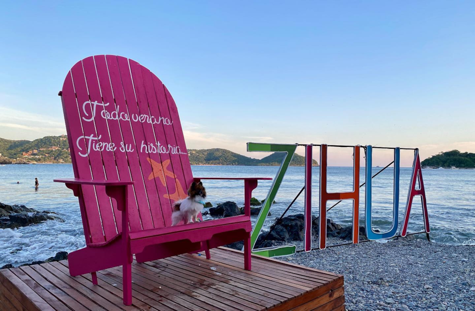 Portland Pomeranian Pup