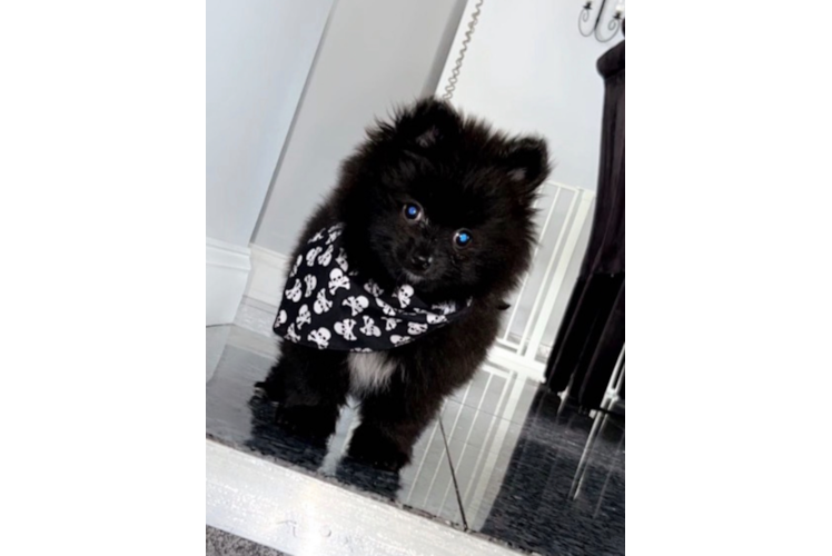 Playful Pomeranian Baby