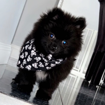 Fluffy Pomeranian Purebred Pup