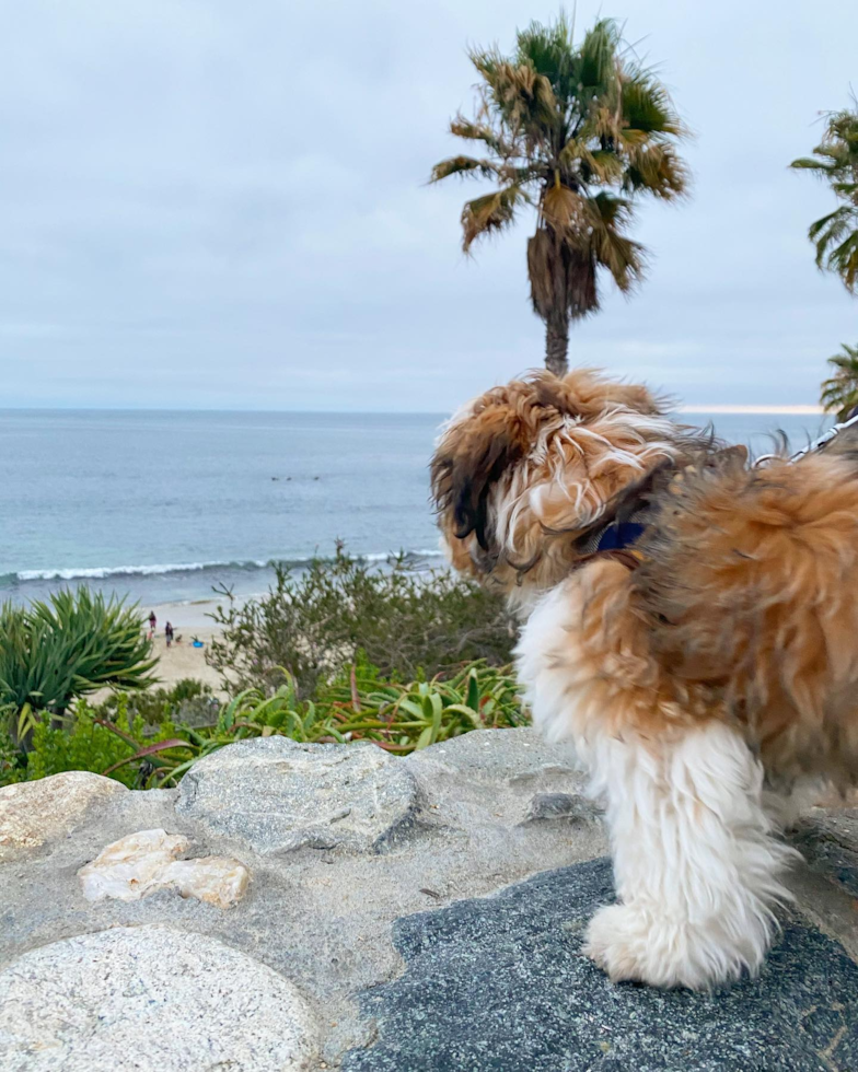 Shih Tzu Being Cute
