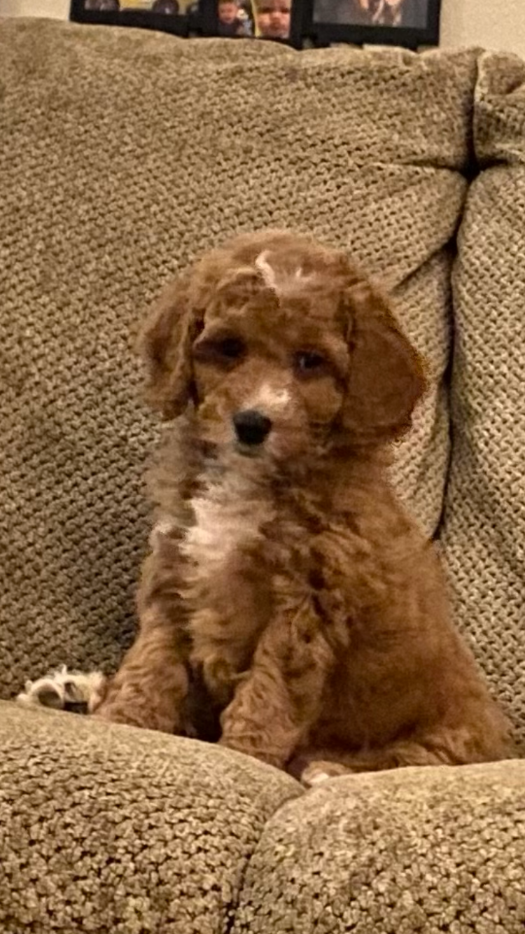 Funny Mini Goldendoodle Poodle Mix Pup