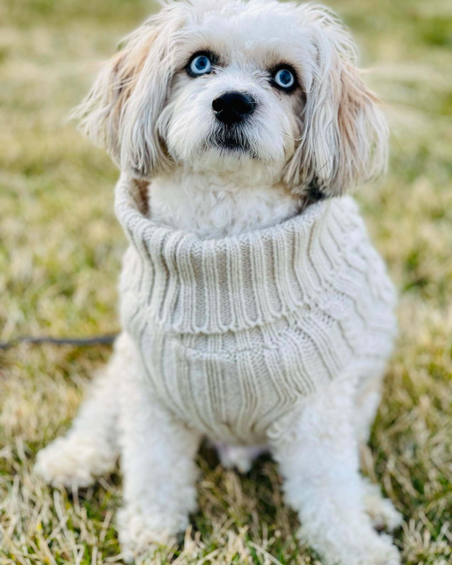 Little Australian Designer Puppy