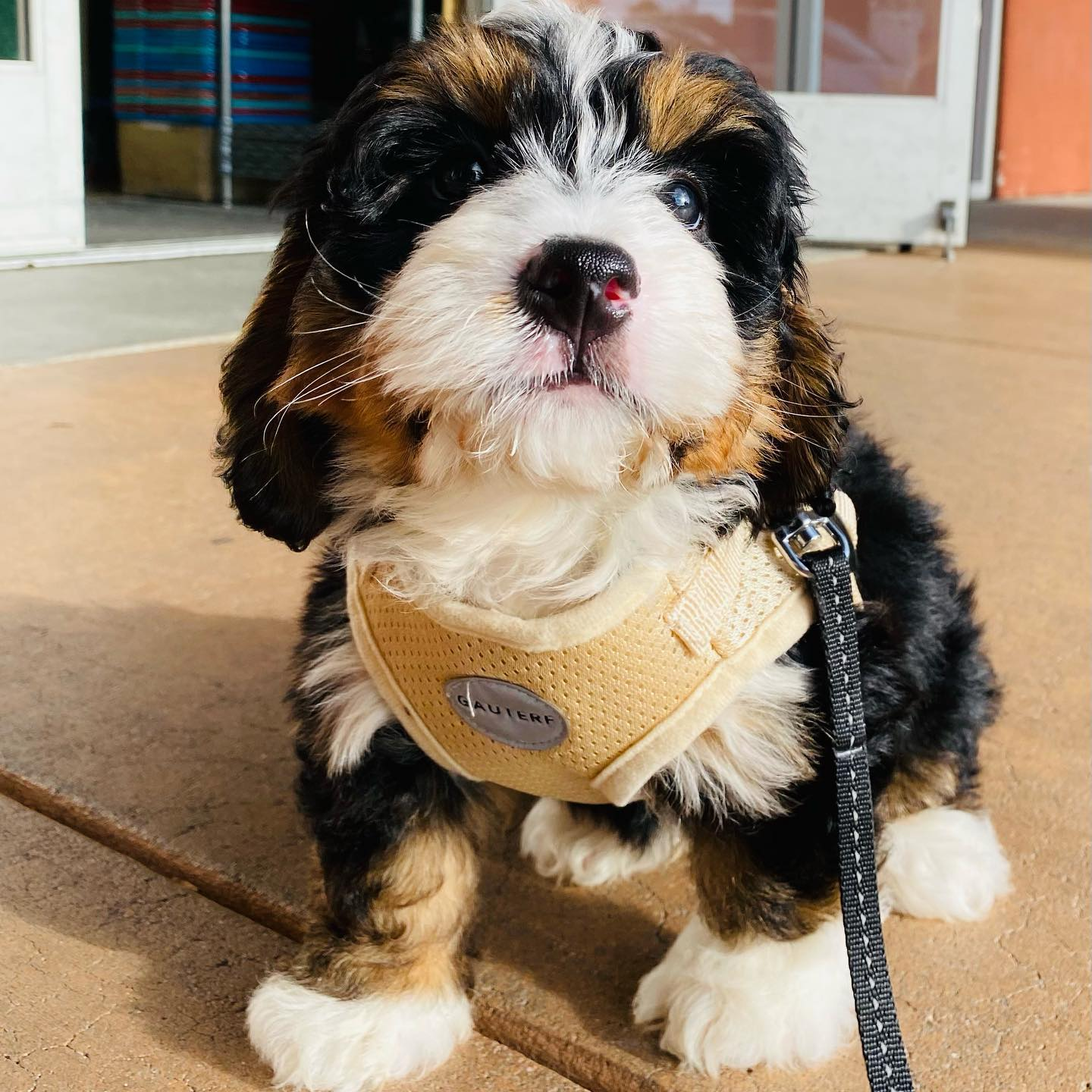 Funny Mini Bernedoodle Poodle Mix Pup