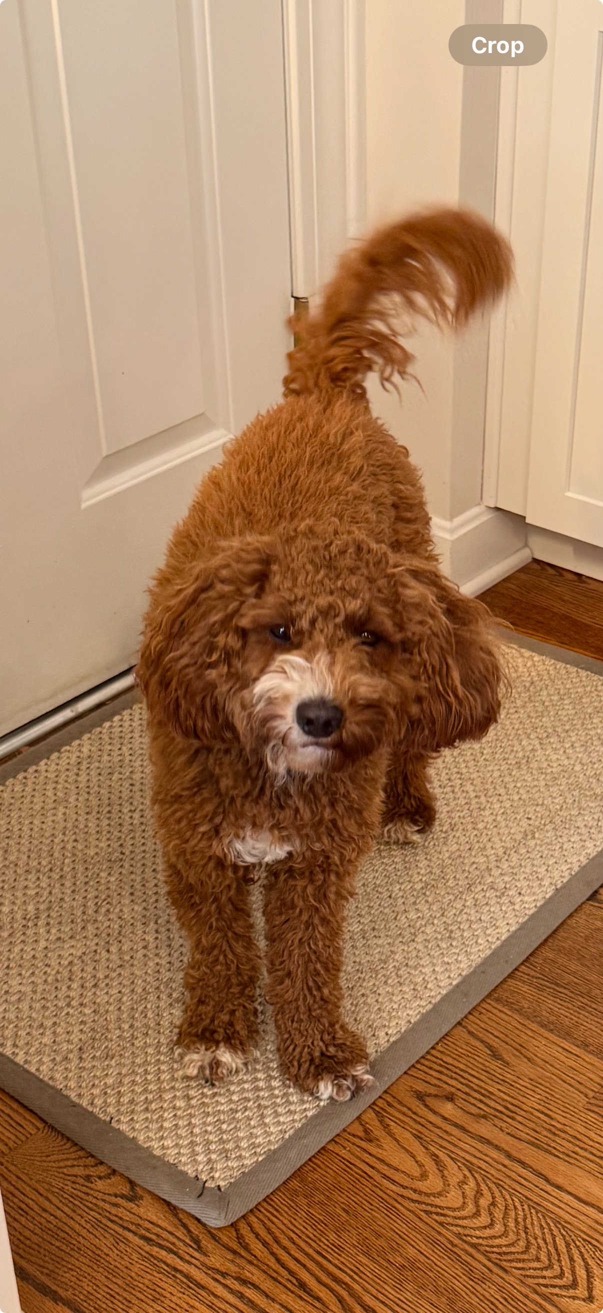 Energetic Setterdoodle Poodle Mix Puppy