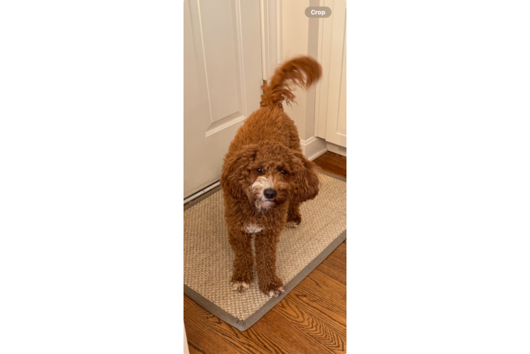 Energetic Setterdoodle Poodle Mix Puppy