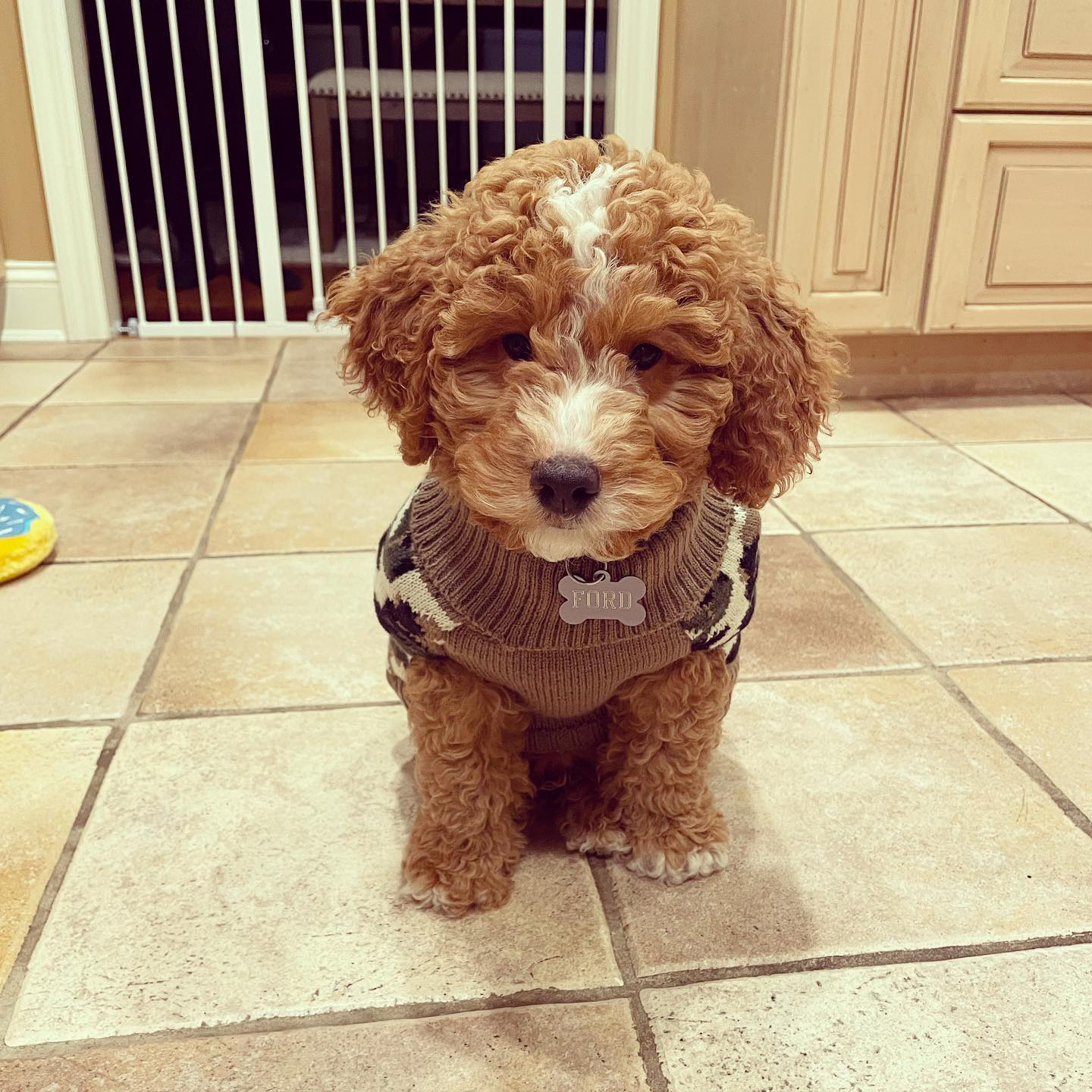 Mini Goldendoodle Pup Being Cute