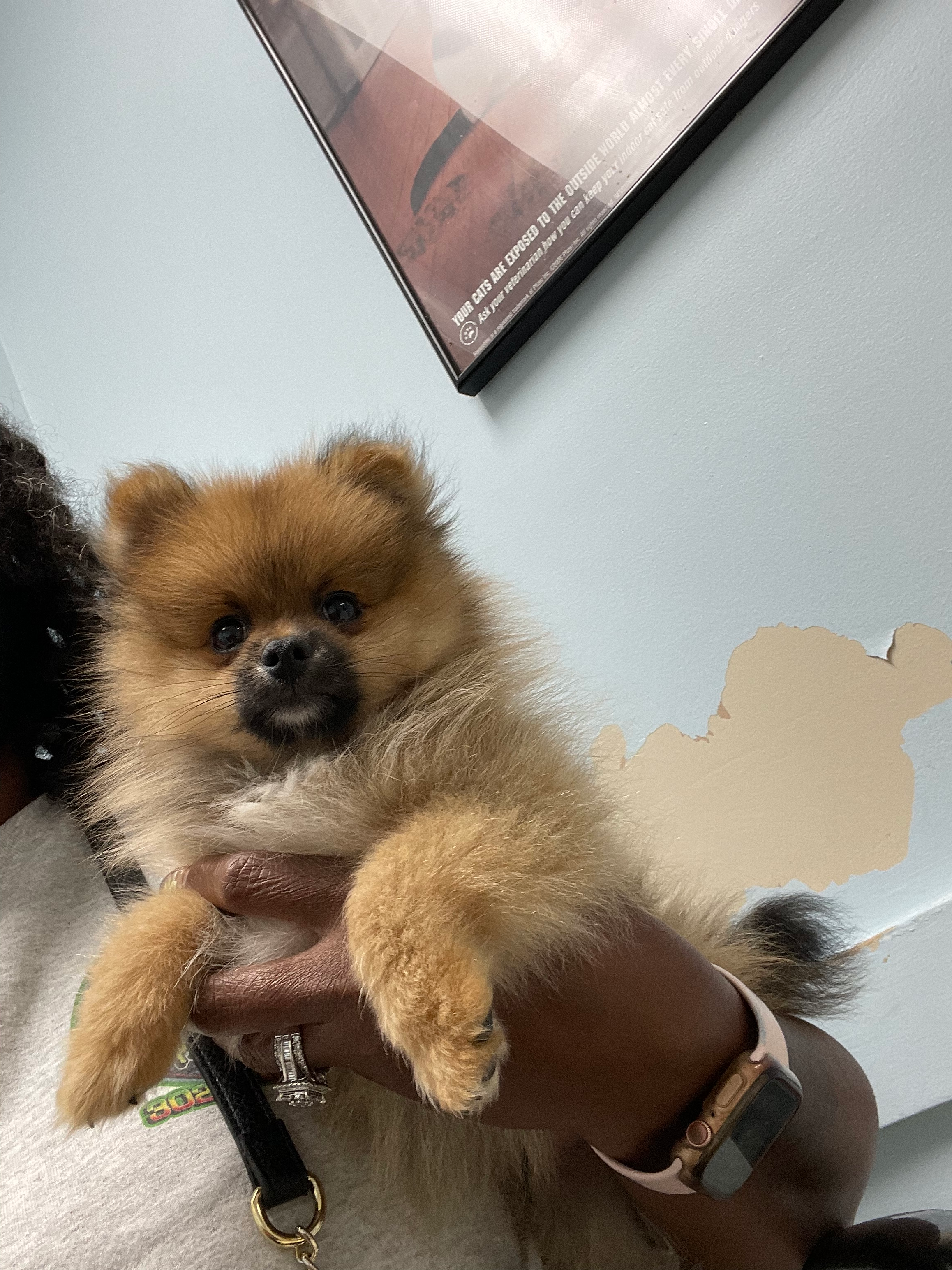 Pomeranian Puppy for Adoption