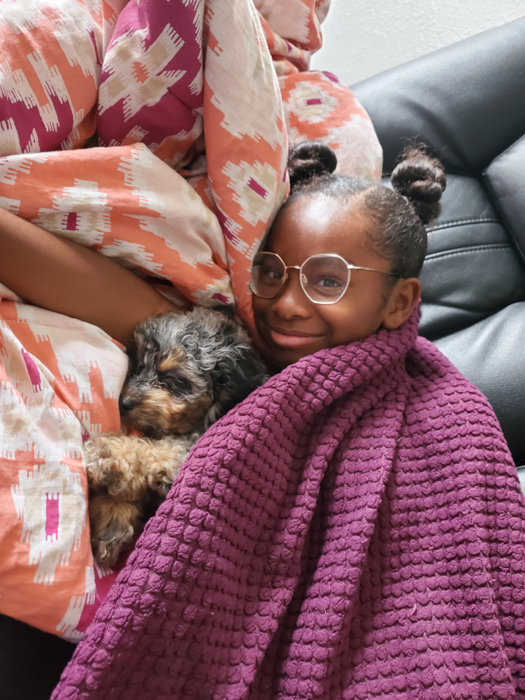 Little Golden Retriever Poodle Mix Pup