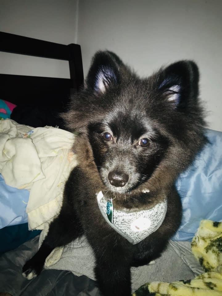 Pomeranian Being Cute