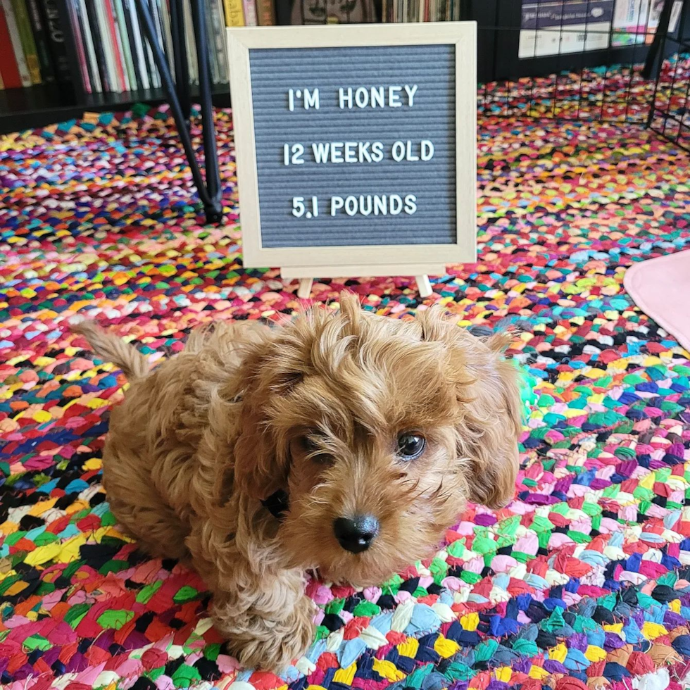 Smart Cavapoo Poodle Mix Pup